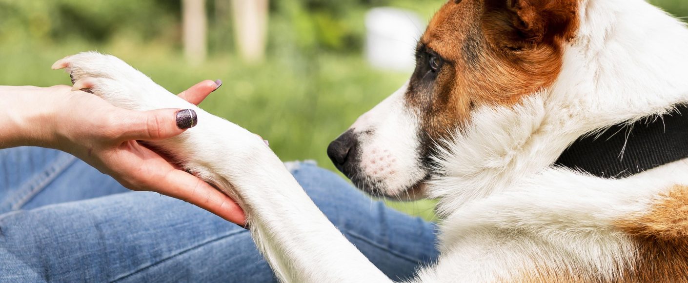 10 pitanja kod odlaska na godišnji odmor sa ljubimcem